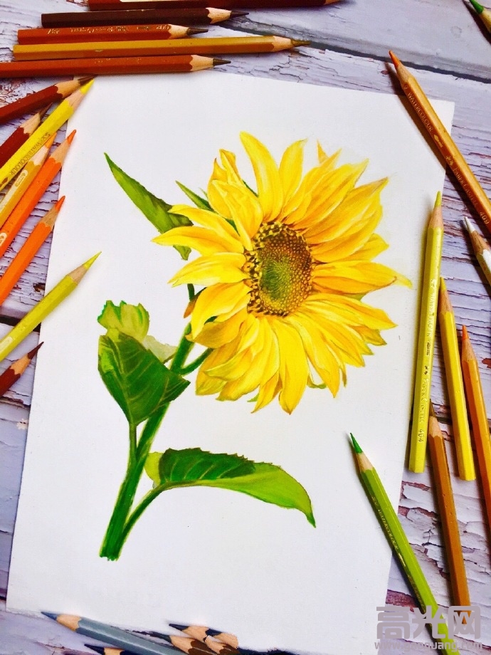 向日葵素描画法步骤图,向日葵彩铅画图片教程