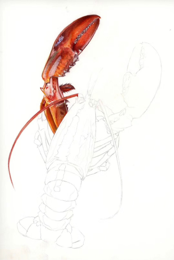 大龙虾彩铅绘画教程超惊艳的写实龙虾画法