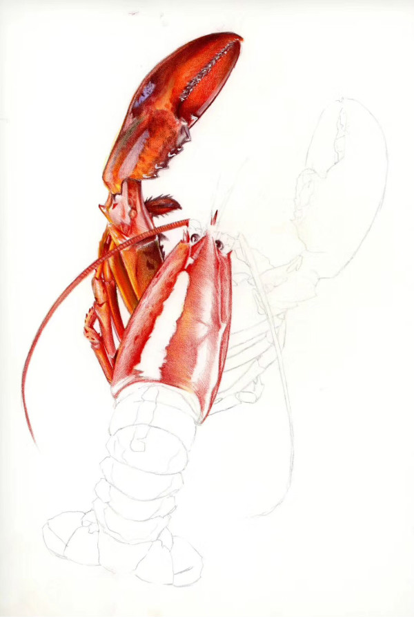 大龙虾彩铅绘画教程超惊艳的写实龙虾画法
