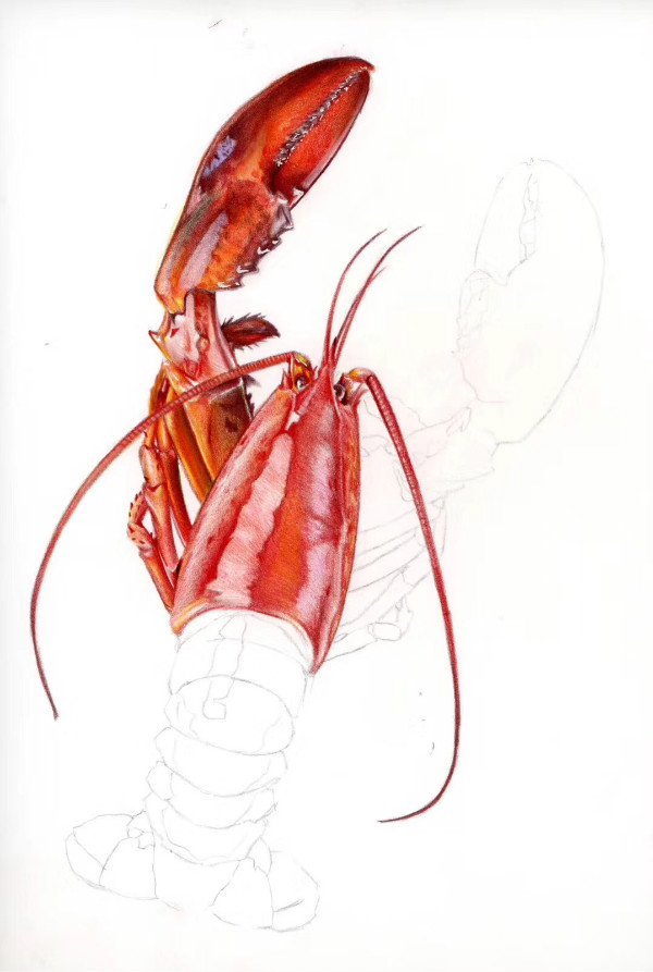 大龙虾彩铅绘画教程,超惊艳的写实龙虾画法