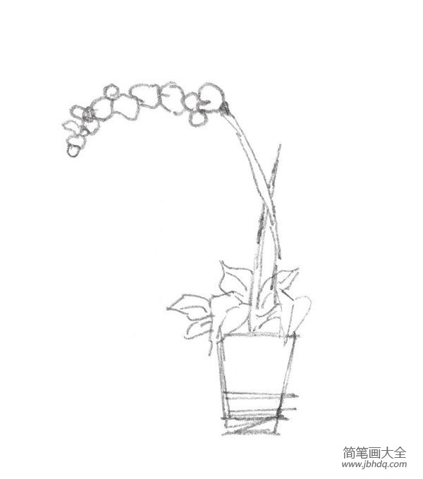 速写桌上盆景的画法步骤二2,按照花的长势,沿着根部的方向向下刻画花