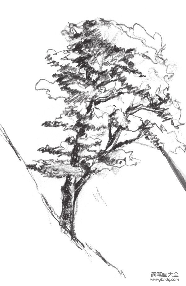 速写杉树的画法步骤四  5 再次强调出树的阴影和树节,注意对树皮质感