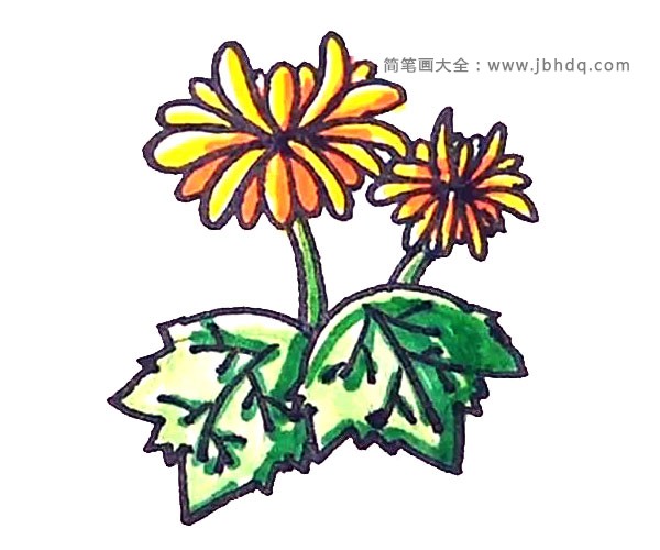 学画漂亮的菊花简笔画