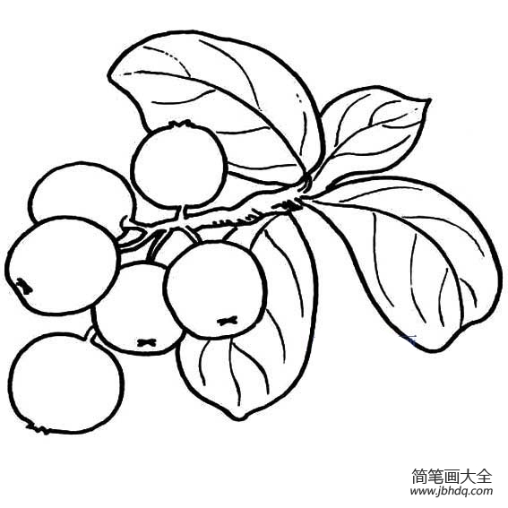 枇杷简笔画