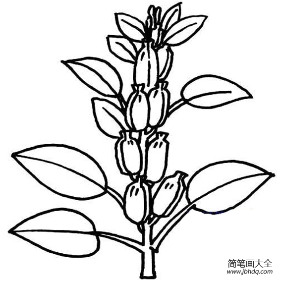 芝麻简笔画