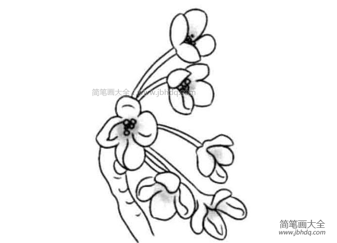 八月桂花香桂花简笔画图片