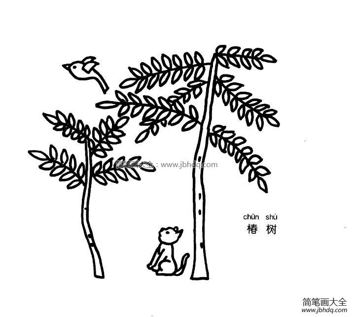 椿树简笔画图片