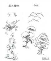 植物图片藤本植物和乔木简笔画画法