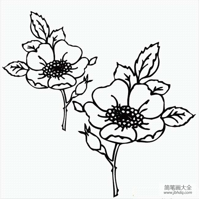 花朵图片可爱的五瓣花简笔画图片