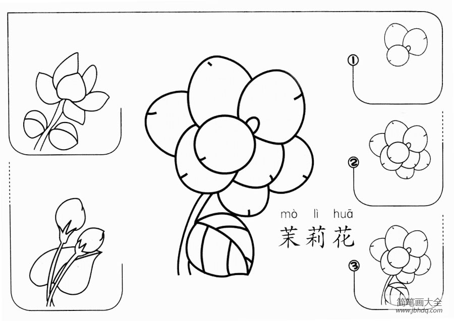 茉莉花怎么画