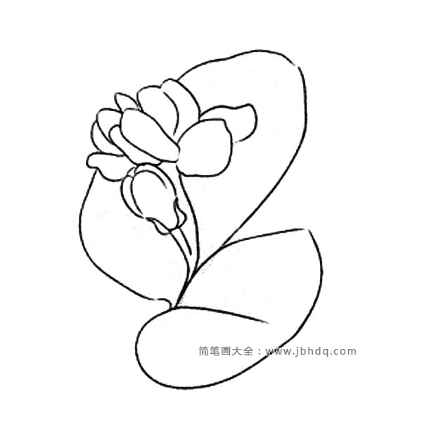 花朵的画法茉莉花简笔画图片