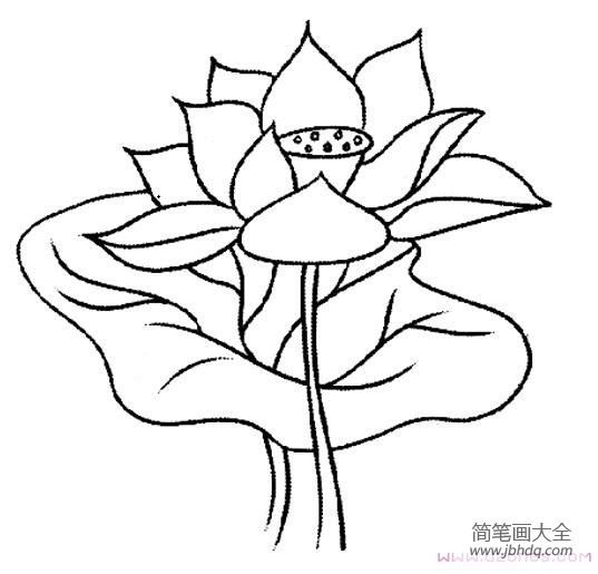 手绘荷叶荷花简笔画图片大全素描铅笔