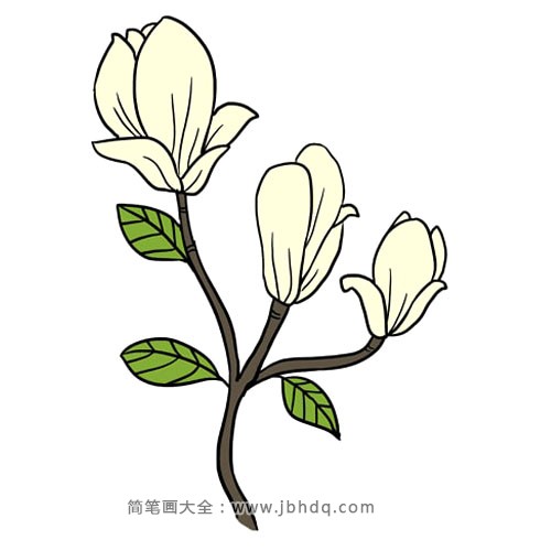 南方木兰花有深绿色,有光泽的叶子和白色或奶油色的花.9.