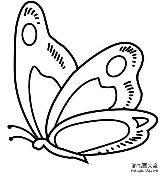 飞舞中的蝴蝶简笔画