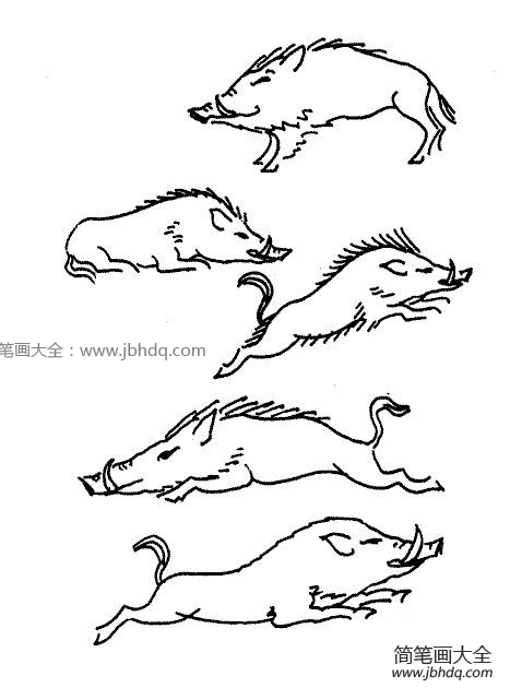 野猪简笔画图片