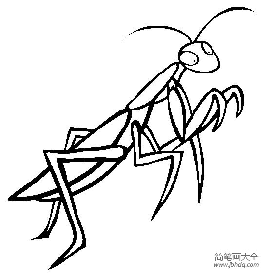 昆虫图片螳螂简笔画图片