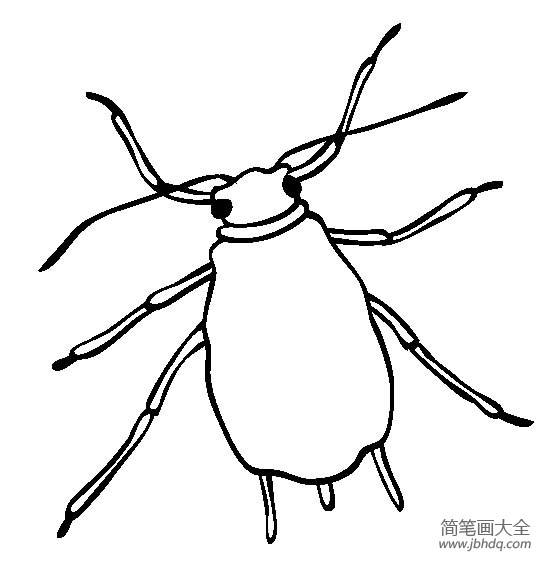 昆虫图片蚜虫简笔画图片