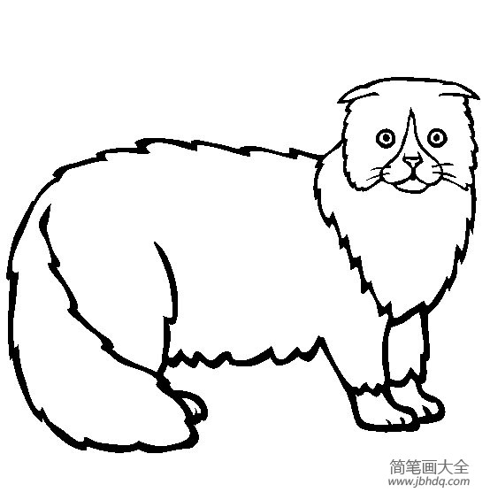 猫咪图片苏格兰折耳猫简笔画