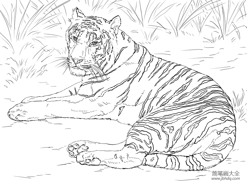 altaica):又称东北虎,是虎的亚种之一.