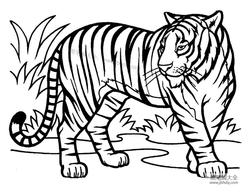 老虎是猫科动物中最大的,也是森林之王,它们生性残忍,是完美的"