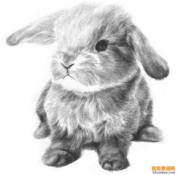 素描动物入门:素描小兔子的绘画步骤