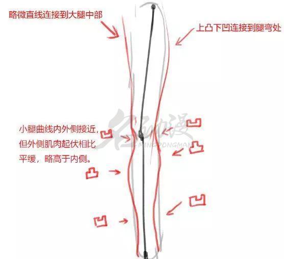 人物的腿部怎么画?腿部画法技巧