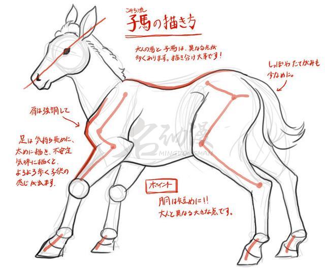 奔跑中的小马,要准确地表达出前后腿部关节的弯折,这样才有奔跑的