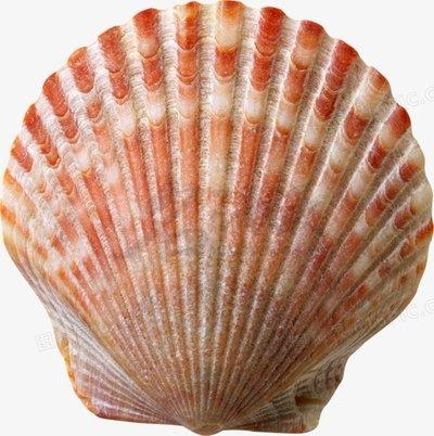 贝壳是生活在水边软体动物的外套壳,由软体动物的一种特殊腺细胞的