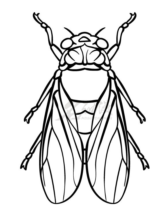 翅膀将从昆虫头部下方身体两侧的小圆形开始.