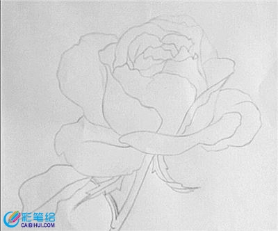 彩铅画花卉绘画教程:月季花