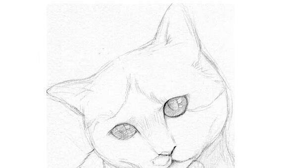 素描教程猫的素描画法步骤图