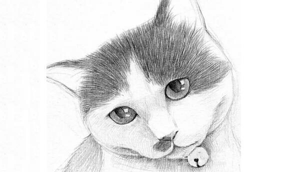 素描教程猫的素描画法步骤图