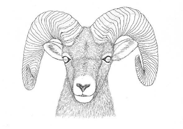 钢笔画教程羊的钢笔画画法