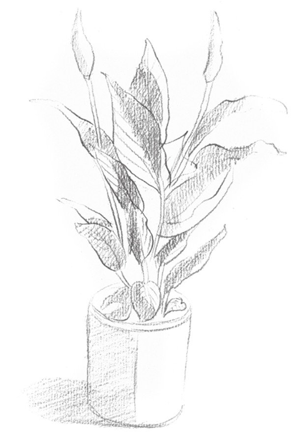 植物静物素描白掌的绘画步骤