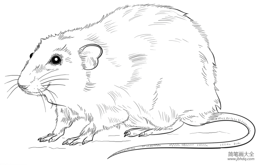 小白鼠手绘图图片