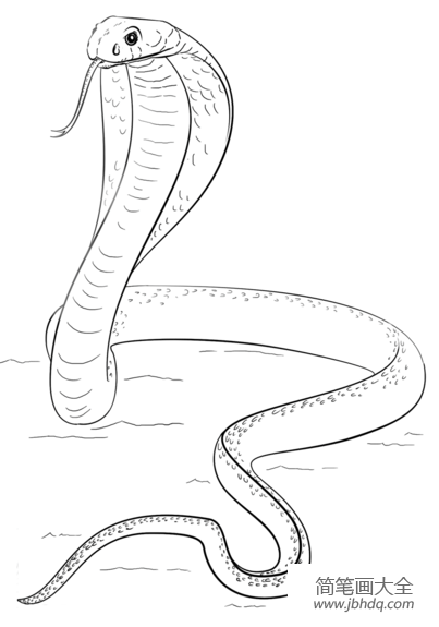 毒蛇画法巨型图片
