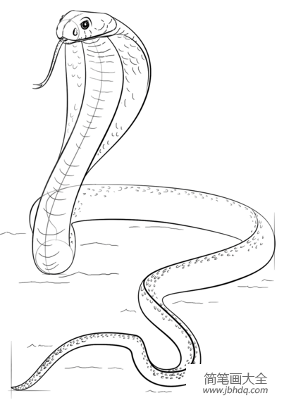 大蟒蛇简笔画图片
