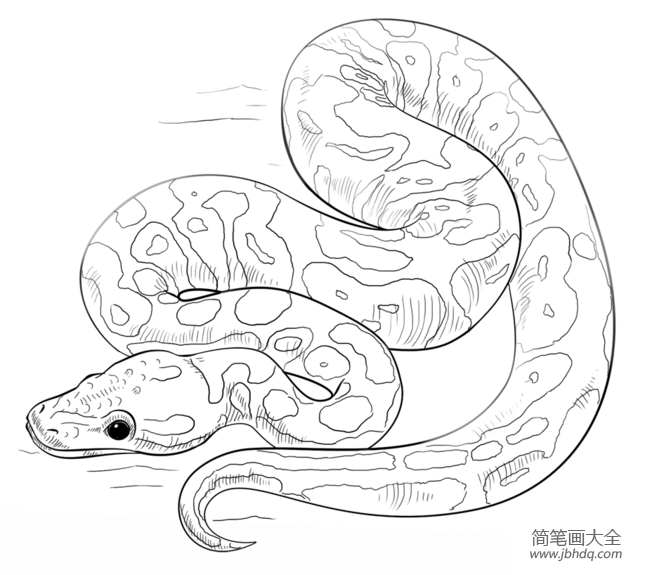 大蛇3简笔画图片