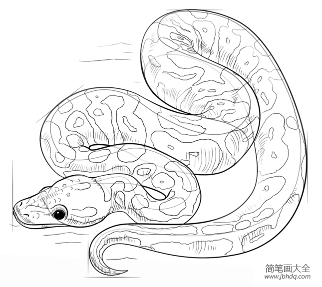 真正的大蟒蛇怎么画图片