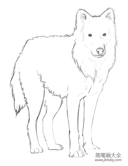 如何画北极狼