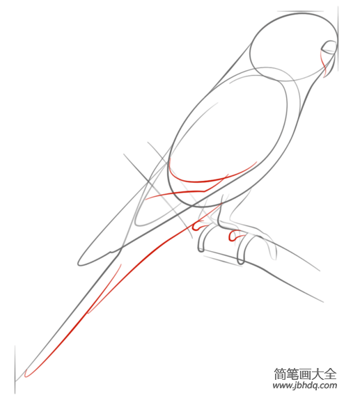 怎么画鹦鹉一步一步图片