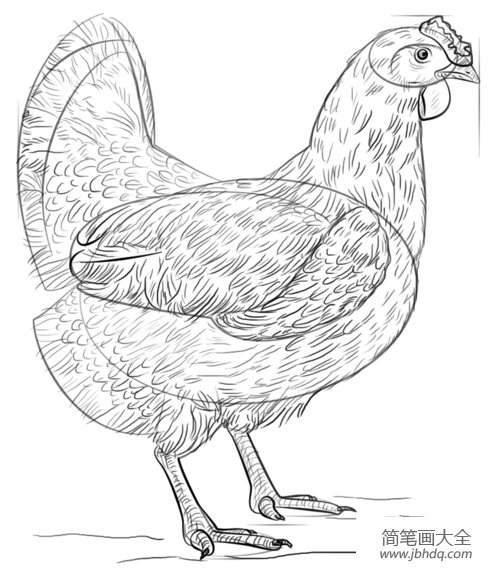 一笔画母鸡的画法图片