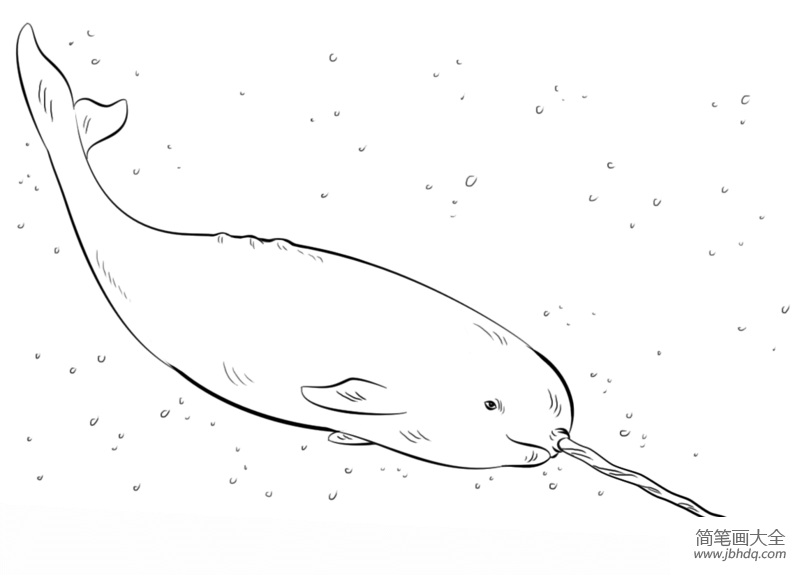 独角鲸简笔画卡通图片