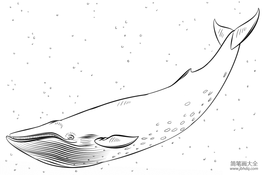 蓝鲸鱼简笔画图片