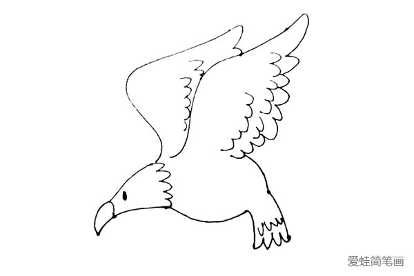 第七步:在老鹰的肚子下面画上两个椭圆形,再画上它的爪子,用弧线来