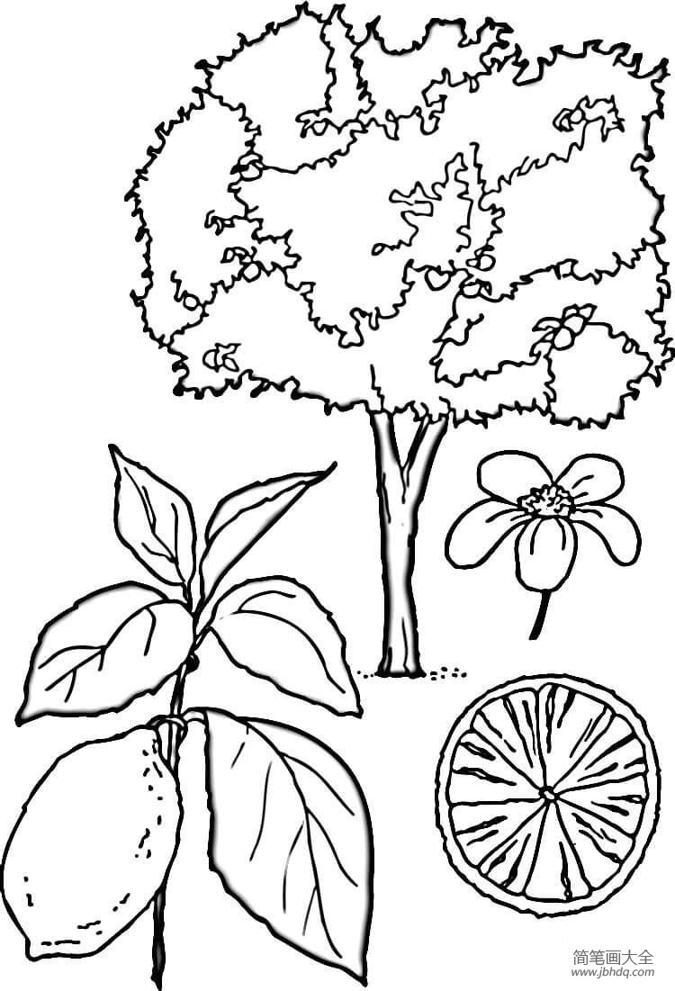 桔子树简笔画步骤图片