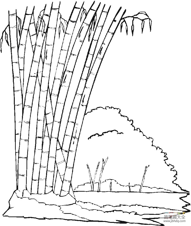 竹子树图片 简笔画图片