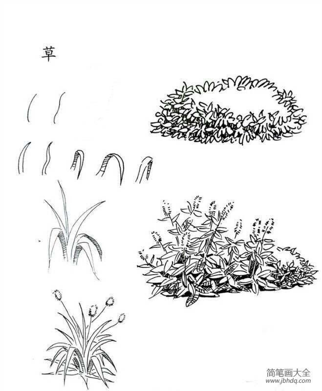 草本植物简笔画步骤图片