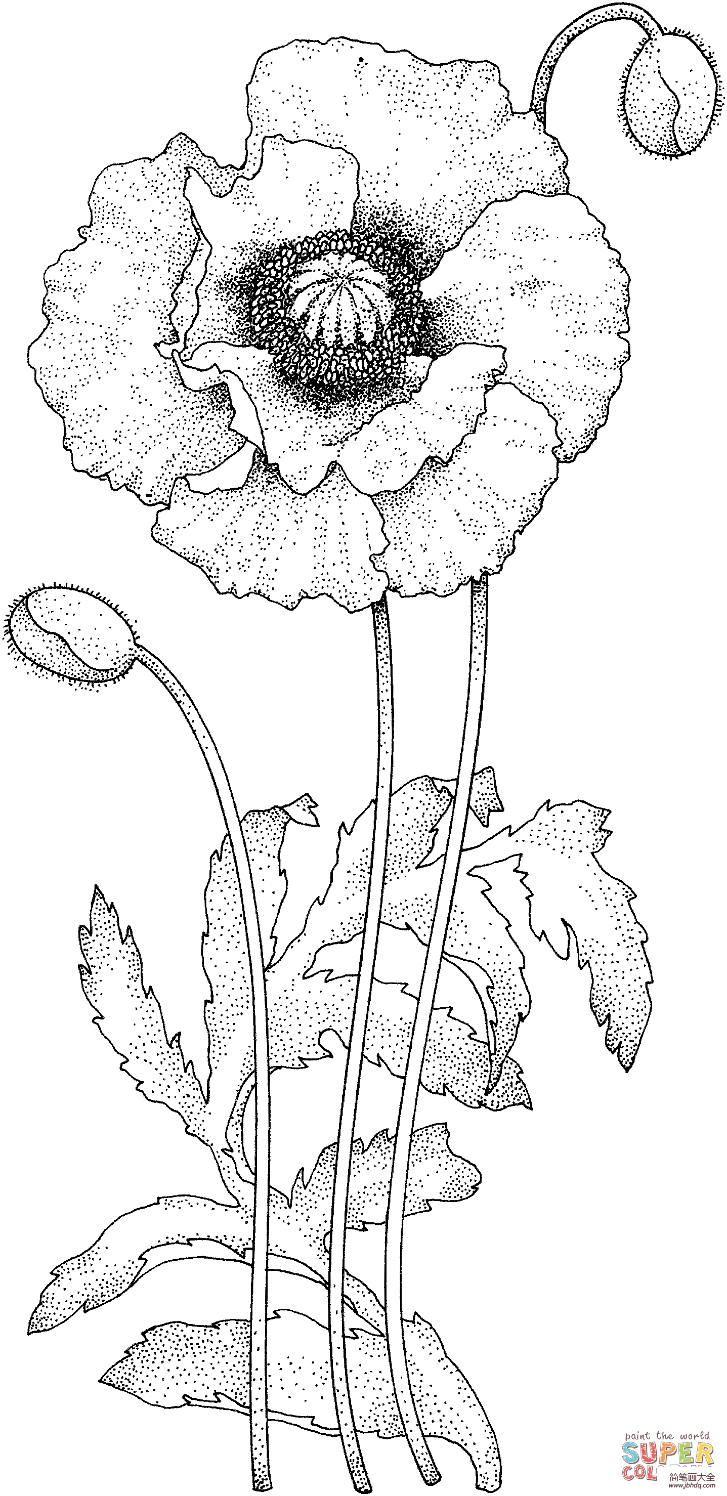 罂粟花简笔画图片