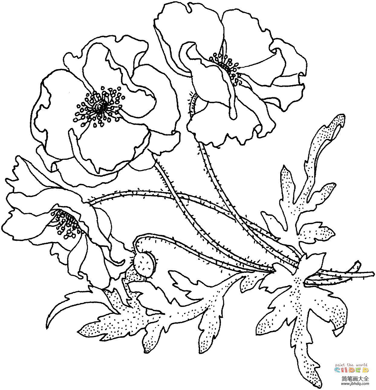 罂粟花简笔画 手绘图片